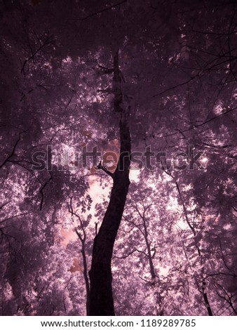 Infrared fine art photography : Tree , Leaves , Forest