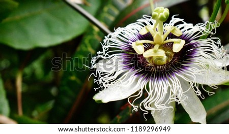 White and purple passion flower is blooming in garden