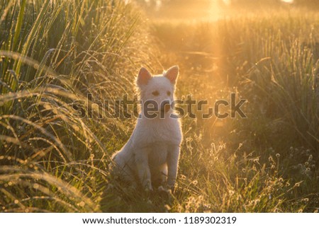 sunshine with White Dog in the Morning in Sunshine  in the golden grass field