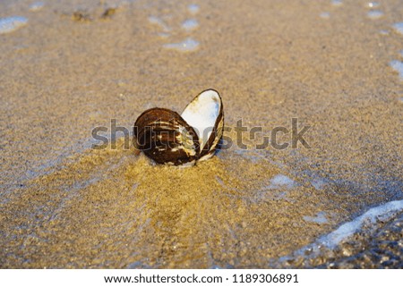 shell on the shore of the Sea of ​​Japan in Russia