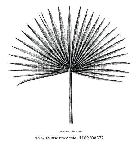 Fan palm leaf hand draw vintage engraving clip art isolated on white background Royalty-Free Stock Photo #1189308577