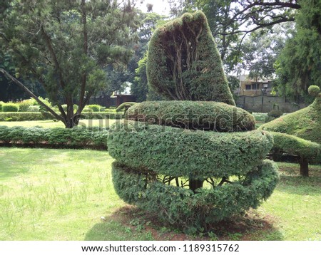 Snake shape pruning and training plant.