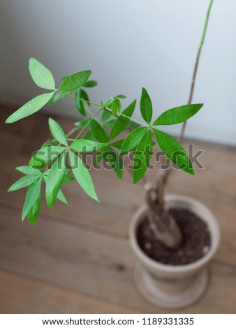 Close-up of foliage plant Pakira