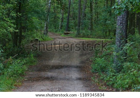 Road true summer green forest