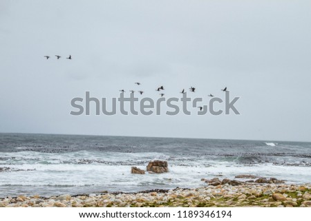 Birds flying at the coast 