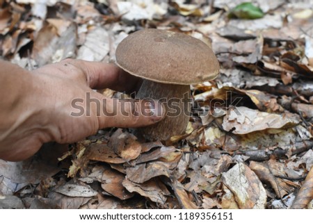 Man hand is picking mushroom in forest. Picking strong mushroom boletus (lat. Boletus pinophilus)