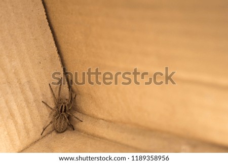 big scary spider sitting in the corner of the box