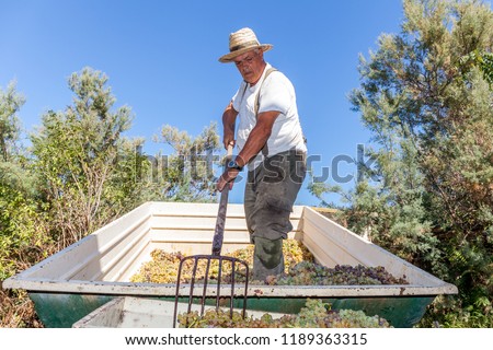 Grape harvest: farmer with pitchfork moves white grapes from a wagon to a grapes-sheller