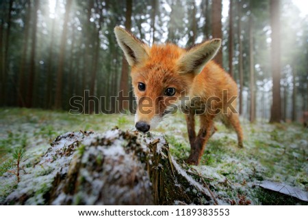 Red fox in the nature forest habitat wide angle lens picture. First snow in the nature. Animal with tree trunk with first snow. Vulpes vulpes, in green forest during winter.