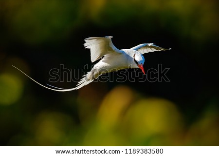 Red-billed Tropicbird, Phaethon aethereus, rare bird from the Caribbean. Flying Tropicbird with green forest in background. Wildlife scene from Little Tobago. White bird flight in the nature, Trinidad Royalty-Free Stock Photo #1189383580