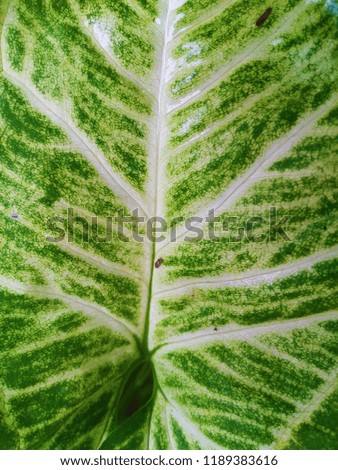 The Beauty of Greenish white leaves. Abstract background of Green and White color. 
