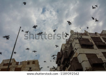 Pegeon in UNESCO world heritage historical village Al Balad, Jeddah - Saudi arabia