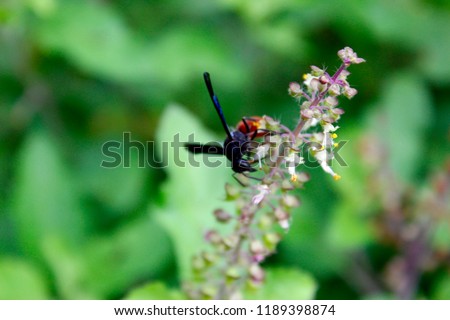 Red black Insect wasp collects nectar with white Ocimum tenuiflorum ( Ocimum sanctum, holy basil, tulasi, thulasi, tulsi)flowers summer sunny nature dark blue wings blurred background flower honey.