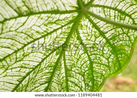 this pic show structure of leaf 