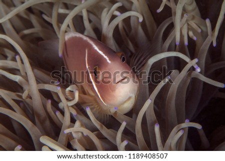 Pink anemonefish (Amphiprion perideraion). Picture was taken in Lembeh Strait, Indonesia