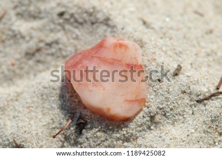 Macro view on sea stone on the beach. Greece holidays.