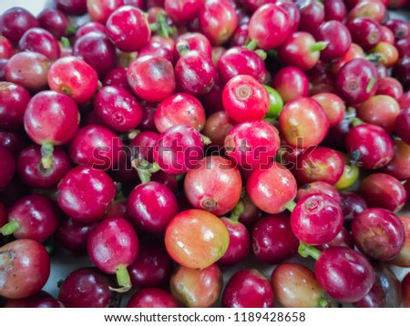 Many red and green coffee beans in close-up picture