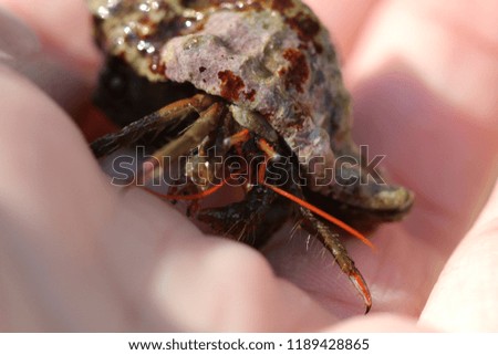 Small crab living in the shell macro view. Wild crab in Greece sea.