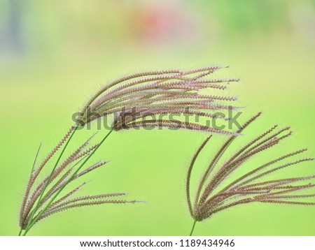 close up of green grass fields on blur backdrop. beautiful nature background concept.
