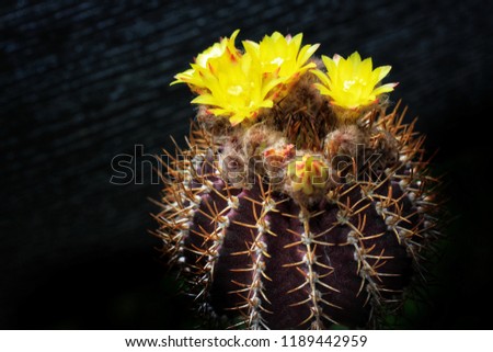 uebelmannia buiningii cactus blossom