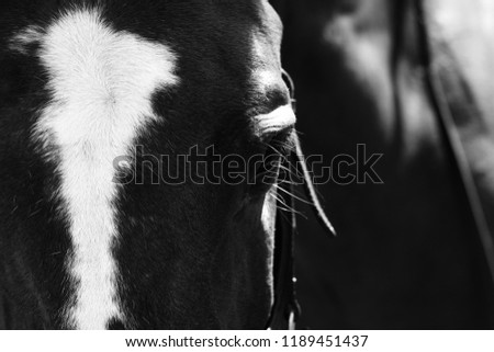 
Black white picture of horse eye macro