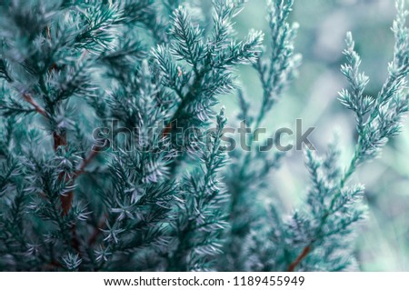 Christmas tree close up, blue green spruce, beautiful background for text, invitation, postcard