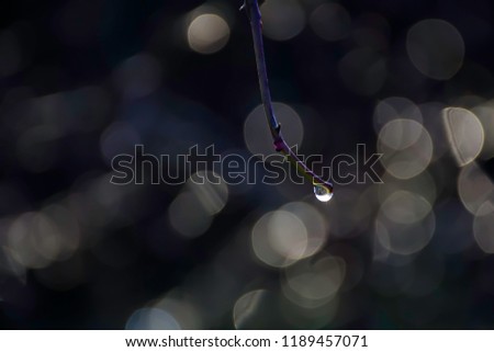 Drop of rain on the end of twig with backlit bokeh on dark blurred background.Moody and atmospheric nature abstract.Light and shadows, selective focus.Beauty of natural world details.