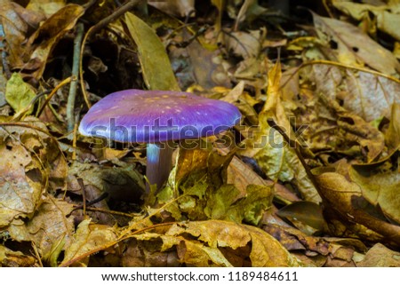 Mushroom True Prurple Mushroom, Toadstool Fungus With Light Tan Spotting And White Under Gills And Stem