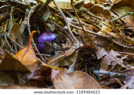 Mushroom True Prurple Mushroom, Toadstool Fungus With Light Tan Spotting And White Under Gills And Stem