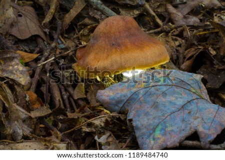 Mushroom Fungus Cap Bottom Lit