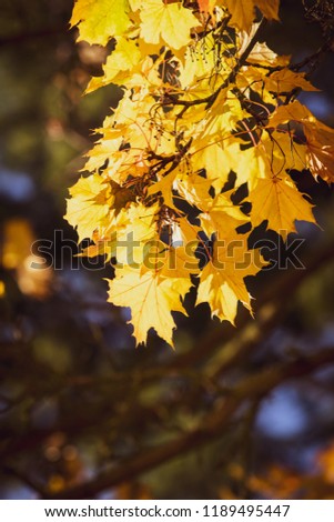 Autumn maple leaf with vibrant colours