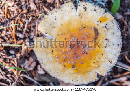 Exquisite mushroom illustration of this autumn wonder in the hills watered by the summer rain
