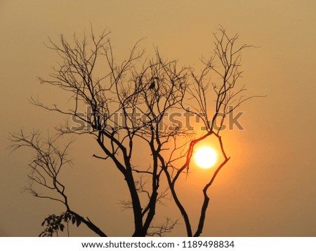 Outline of a dry tree on a blurry backdrop of the sun. Beautiful nature background concept.