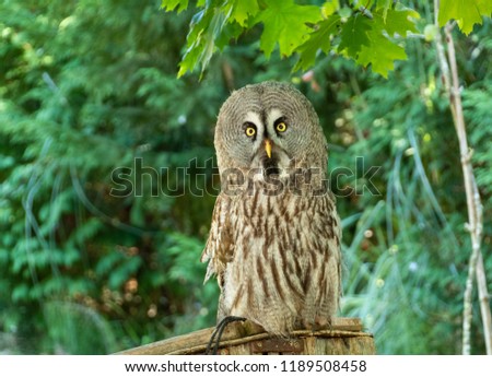 Image of a deep-eyed tawny owl in the park of raptors of Cantabria, Spain