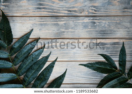 rough textured natural wooden background with green leaf decor. botanical minimalistic backdrop with copyspace.