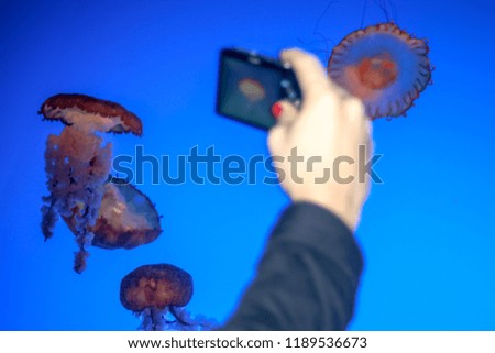 Jelly fish aquarium hand shot
