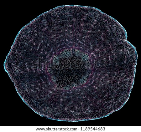 carrot root - cross section cut under the microscope – microscopic view of plant cells for botanic education