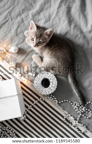 Cute gray kitten playing with Christmas toys on a bokeh background. New Year's lights