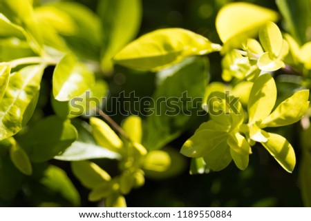 Daylight green leaf background