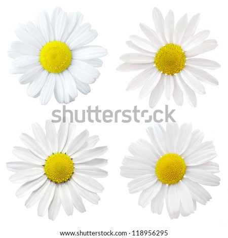 four white flowers