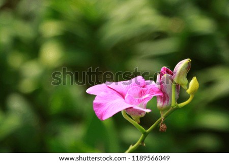  pink orchid flowers, purple orchid, green life, tropical greenhouse, Maldive nature