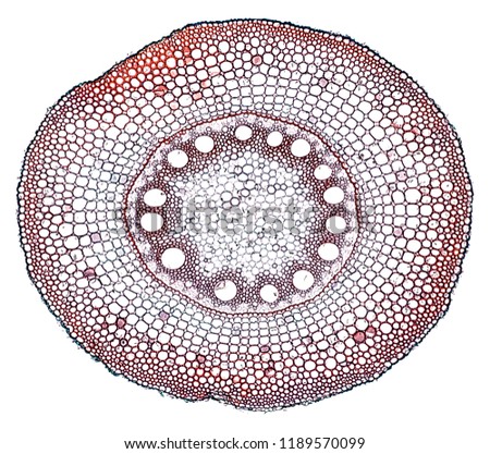 root - cross section cut under the microscope – microscopic view of plant cells for botanic education Royalty-Free Stock Photo #1189570099