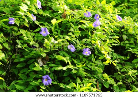 flowers and green background purple  flowers and red florals, greenhouse Maldives