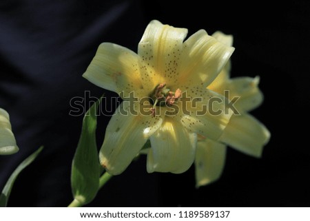 endemic flower types. artvin/savsat
