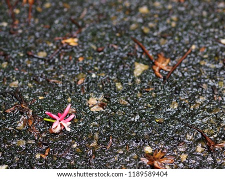 red flowers  falling on dark green moss covering growing on wet old concrete floor surface in garden selective focus for use as backdrop or background picture
