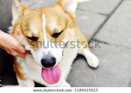 Touch dog with love, Welsh Corgi dog closed eyes in relax during owner touching at neck, happy pet concept with space in picture