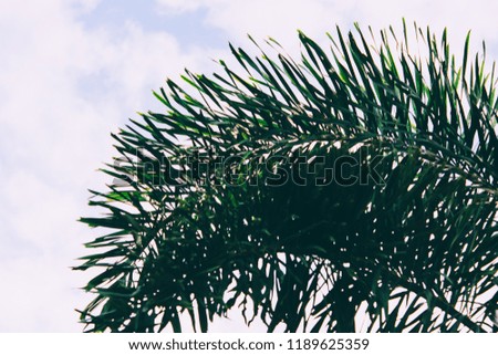 Palm tree under blue sky. Summer tropical background.