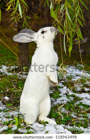 Rabbit eats willow leaves