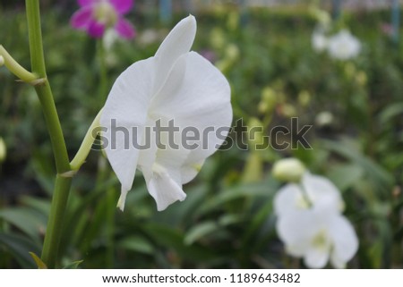 Orchid and white