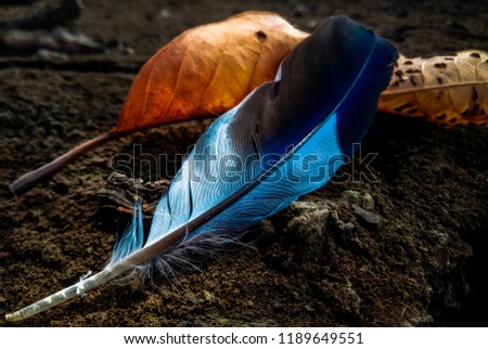 Feather of bird on the graound 